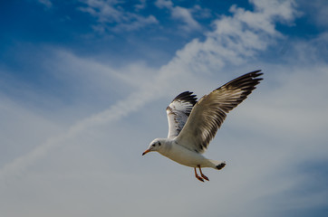 Seagull flying among beautiful sky.