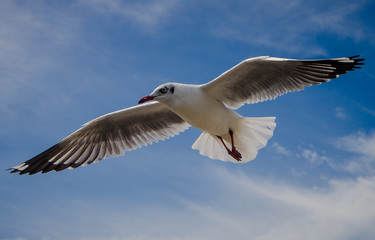 Seagull flying among beautiful sky.