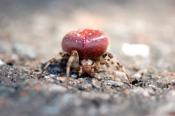 Pumpkinspider