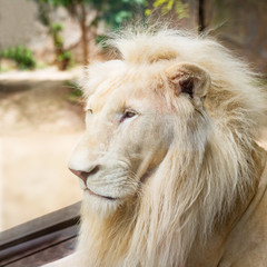 White lion