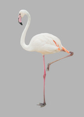 Flamingo isolated