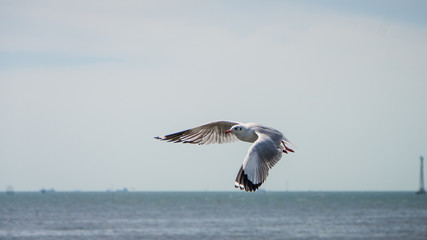 Seagull flying among beautiful sky.