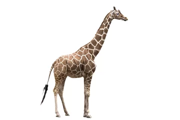 Papier Peint photo Lavable Girafe Girafe sur fond blanc