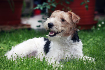 Foxterrier sliegt im Gras