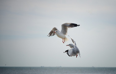 Beautiful Seagull flying in the sky
