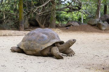 Giant turtles, dipsochelys gigantea in island Mauritius