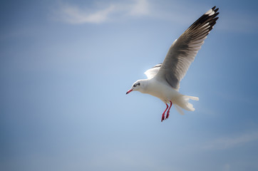 Fototapeta na wymiar Seagull flying among beautiful sky.