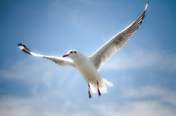 Beautiful Seagull flying in the sky