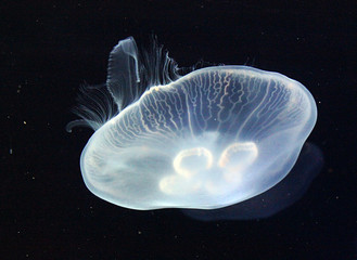 Medusas