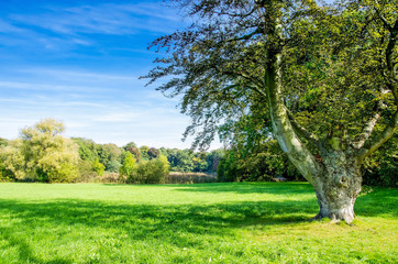 alter Baum auf einer Wiese