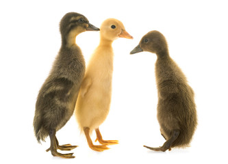 Indian Runner ducking