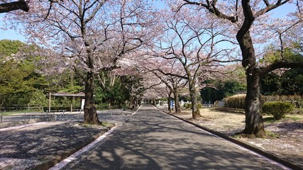 桜並木