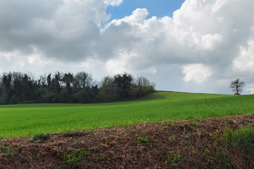 Green wheat field on a spring day
