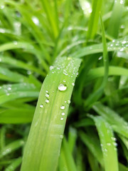 Green leaves with dew drops