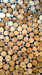 old dirt tree stumps background