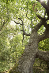 Fototapeta premium Details from a famous and very old oak tree, from the forest near Letea village, in the Danube Delta area, Romania, in a summer day