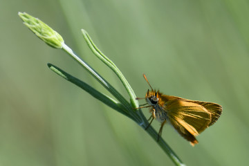 Papillon sur sa branche