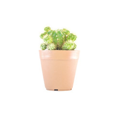 Closeup fresh green cactus in brown plastic pot for decorate isolated on white background