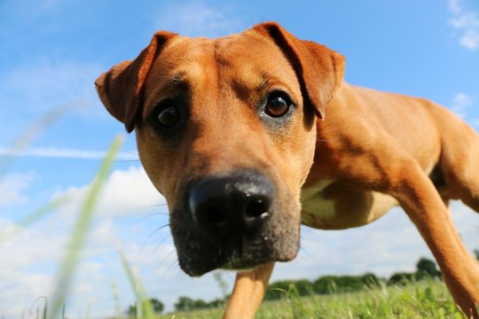 brauner hund blickt in die kamera am boden