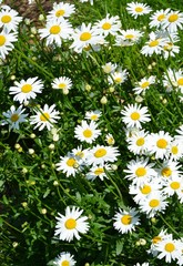 Fototapeta premium Marguerites
