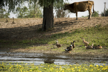 Cows through water on a channel in Danube Delta, Romania, in a summer sunny day