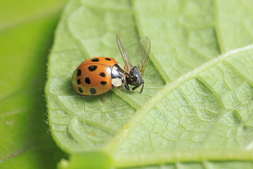 Ladybird