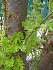 Ashberry leavesAshberry leaves