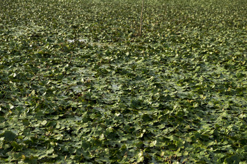 Landscape with reeds and vegetation in Danube Delta, Romania