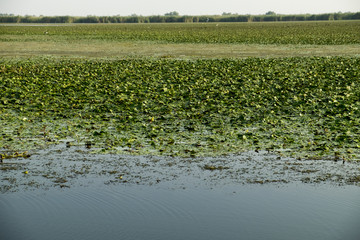 Landscape with reeds and vegetation in Danube Delta, Romania