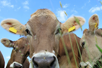 Kuh - Wiese - lustig - neugierig - Allgäu - Sommer