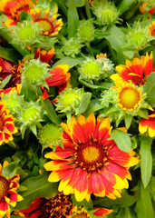 Kokarden Blume / Rot - Gelb