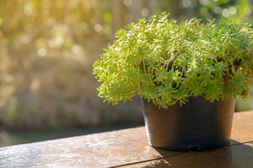 Little green tree pots in vase with sunlight decoration on table with copy space