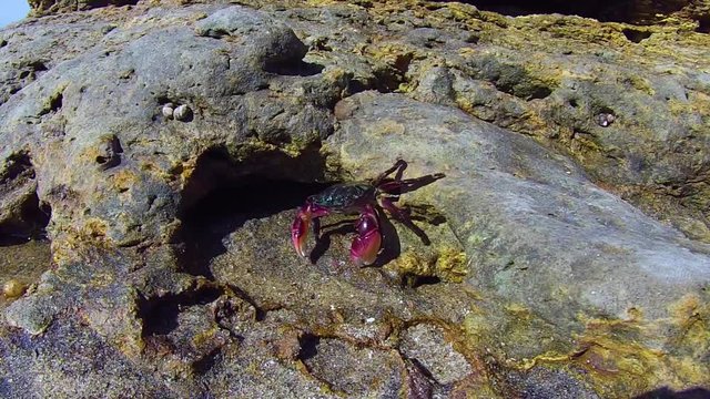 Crab Emerges from the Rocks Closeup
