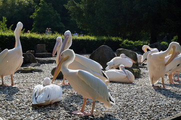 Vögel Naturpark