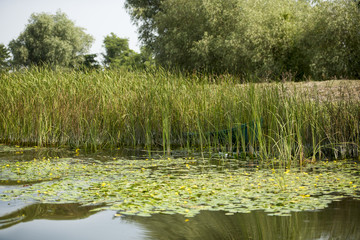 Landscape with waterline, birds, reeds and vegetation in Danube Delta, Romania