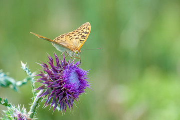 Beautiful butterfly feeding on large thistle. Proboscis close-up.