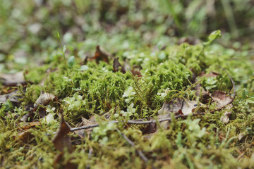 Green moss and leaves close-up.