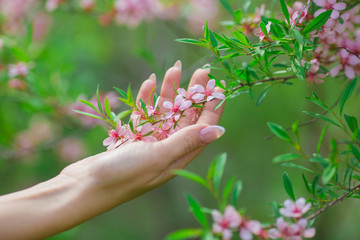 Female hand touching a blooming flowers