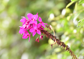 Purple flowers In the natural backyard garden