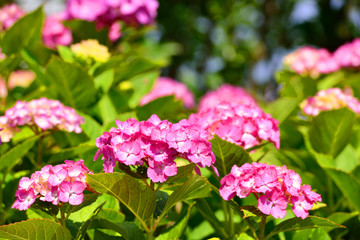 関崎海星館のアジサイ