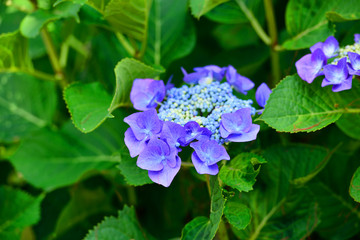 関崎海星館のアジサイ
