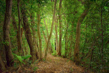森の中のハイキングコース