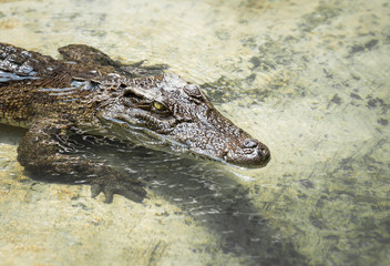 Crocodile in the water