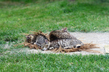 Sleeping cat with kittens