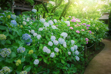 庭園の紫陽花