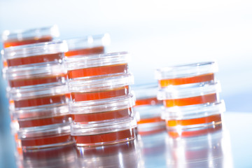 Pile petri dish for growing cultures of microorganisms in doctor hand , fungi and microbes. A Petri dish  ( Petrie dish. Petri plate or cell-culture dish)