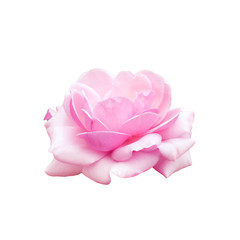 beautiful pink rose