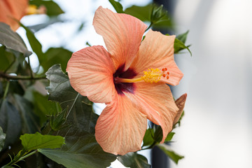 Hibiskus © Jrg