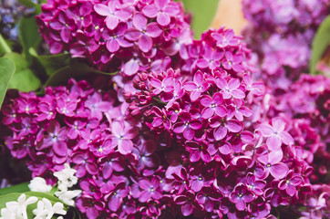 Beautiful large flowers of lilac in droplets of water, Colorful background. Closeup, selective focus.