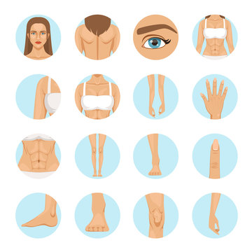 Woman body parts. Human anatomy vector illustration isolate on white